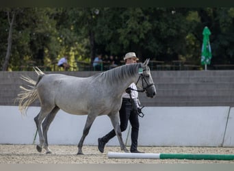 Koń lipicański, Klacz, 4 lat, 155 cm, Biała