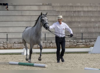 Koń lipicański, Klacz, 4 lat, 155 cm, Biała