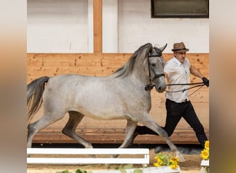 Koń lipicański, Klacz, 4 lat, 155 cm, Biała