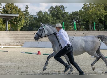 Koń lipicański, Klacz, 4 lat, 155 cm, Biała