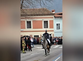 Koń lipicański, Klacz, 4 lat, 155 cm, Biała