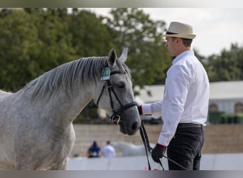 Koń lipicański, Klacz, 4 lat, 155 cm, Biała