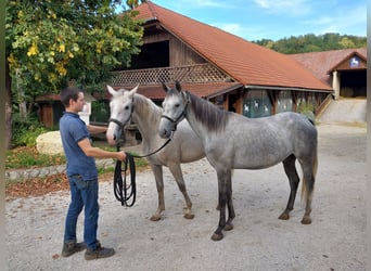 Koń lipicański, Klacz, 4 lat, 157 cm, Siwa