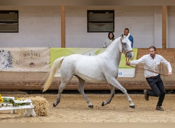 Koń lipicański, Klacz, 4 lat, 158 cm, Siwa