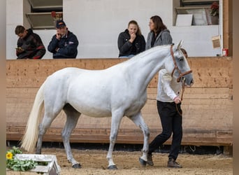 Koń lipicański, Klacz, 4 lat, 158 cm, Siwa