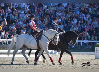 Koń lipicański, Klacz, 4 lat, 158 cm, Siwa