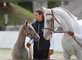 Koń lipicański, Klacz, 4 lat, 158 cm, Siwa