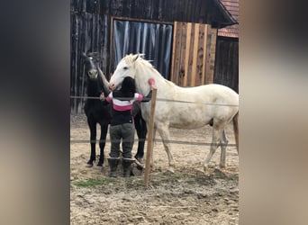 Koń lipicański, Klacz, 4 lat, 160 cm, Siwa