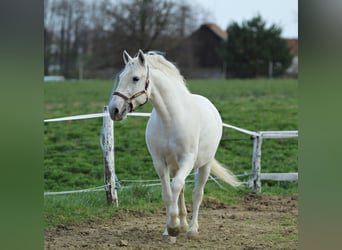 Koń lipicański, Klacz, 5 lat, 151 cm, Siwa