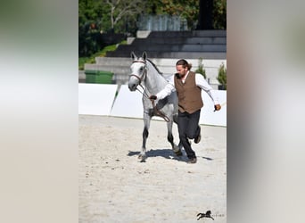Koń lipicański, Klacz, 5 lat, 151 cm, Siwa
