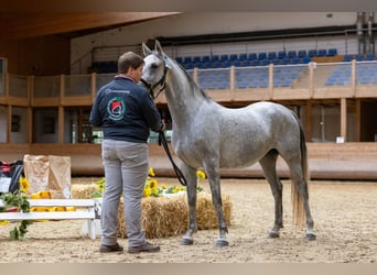 Koń lipicański, Klacz, 5 lat, 151 cm, Siwa