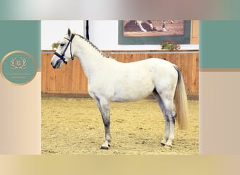 Koń lipicański, Klacz, 5 lat, 155 cm, Siwa