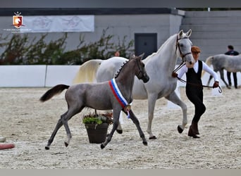 Koń lipicański, Klacz, 5 lat, 158 cm, Siwa