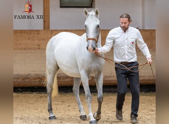 Koń lipicański, Klacz, 5 lat, 158 cm, Siwa