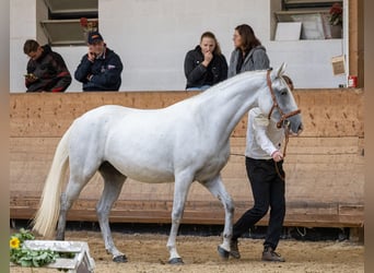 Koń lipicański, Klacz, 5 lat, 160 cm, Siwa