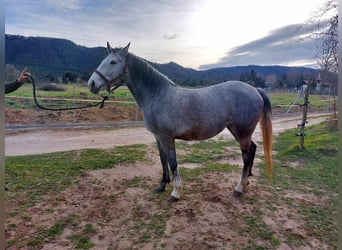 Koń lipicański, Klacz, 5 lat, 162 cm, Siwa