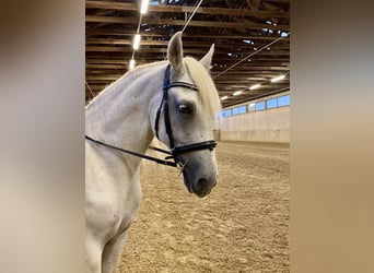 Koń lipicański, Klacz, 5 lat, 164 cm, Siwa