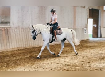 Koń lipicański, Klacz, 5 lat, 164 cm, Siwa