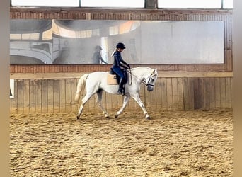 Koń lipicański, Klacz, 5 lat, 164 cm, Siwa