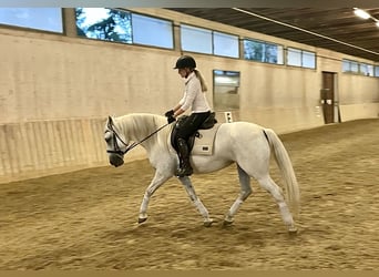 Koń lipicański, Klacz, 5 lat, 164 cm, Siwa