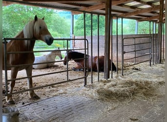 Koń lipicański, Klacz, 6 lat, 150 cm, Gniada