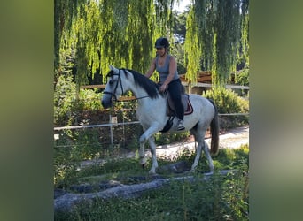 Koń lipicański, Klacz, 6 lat, 152 cm, Siwa w hreczce