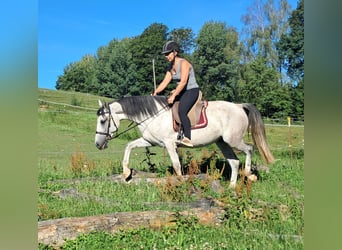Koń lipicański, Klacz, 6 lat, 152 cm, Siwa w hreczce