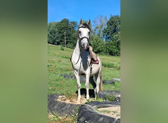 Koń lipicański, Klacz, 6 lat, 152 cm, Siwa w hreczce