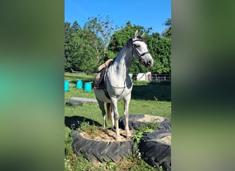 Koń lipicański, Klacz, 6 lat, 152 cm, Siwa w hreczce