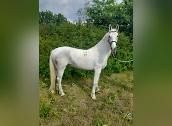 Koń lipicański, Klacz, 6 lat, 160 cm, Siwa