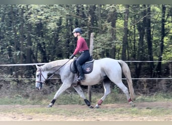 Koń lipicański, Klacz, 6 lat, 160 cm, Siwa