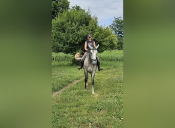 Koń lipicański, Klacz, 6 lat, 168 cm, Siwa