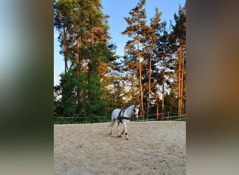 Koń lipicański, Klacz, 8 lat, 147 cm