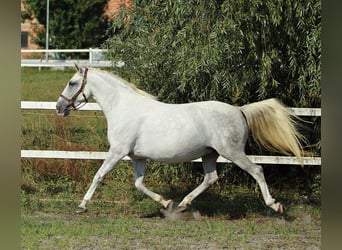 Koń lipicański, Klacz, 8 lat, 151 cm