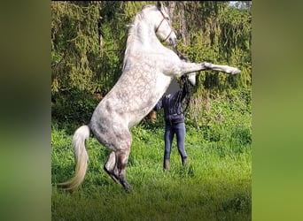 Koń lipicański Mix, Klacz, 8 lat, 155 cm, Siwa jabłkowita