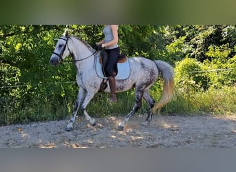 Koń lipicański Mix, Klacz, 8 lat, 155 cm, Siwa jabłkowita