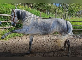 Koń lipicański Mix, Klacz, 8 lat, 155 cm, Siwa jabłkowita