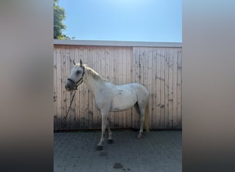 Koń lipicański, Klacz, 8 lat, 155 cm, Siwa