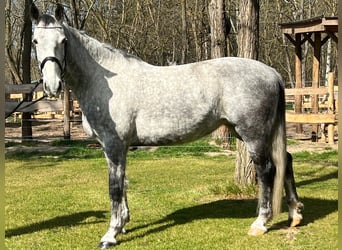 Koń lipicański, Klacz, 8 lat, 159 cm, Siwa