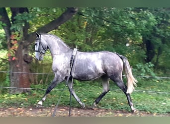 Koń lipicański, Klacz, 8 lat, Siwa