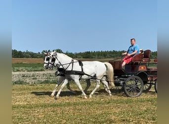 Koń lipicański, Klacz, 9 lat, 160 cm, Biała