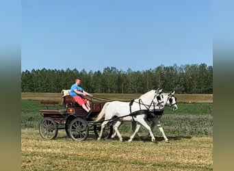 Koń lipicański, Klacz, 9 lat, 160 cm, Biała