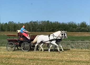 Koń lipicański, Klacz, 9 lat, 160 cm, Biała