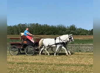 Koń lipicański, Klacz, 9 lat, 160 cm, Biała