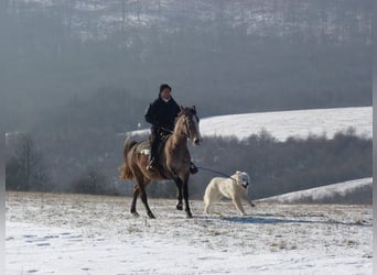 Koń lipicański, Klacz, 9 lat, 163 cm, Siwa