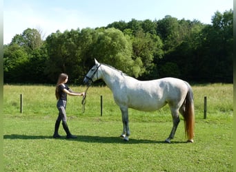 Koń lipicański, Klacz, 9 lat, 163 cm, Siwa