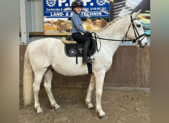 Koń lipicański, Ogier, 17 lat, 155 cm, Siwa