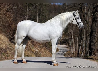 Koń lipicański, Ogier, 1 Rok, 156 cm, Siwa