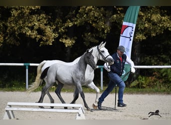 Koń lipicański, Ogier, 1 Rok, 156 cm, Siwa