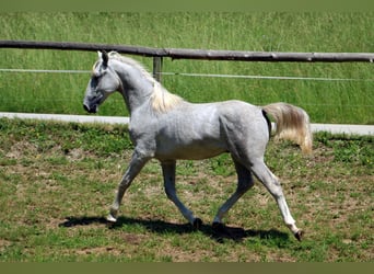 Koń lipicański, Ogier, 1 Rok, 158 cm, Siwa